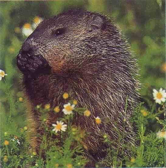 Who knew a rodent frightened of its own shadow could have so much control over the weather?